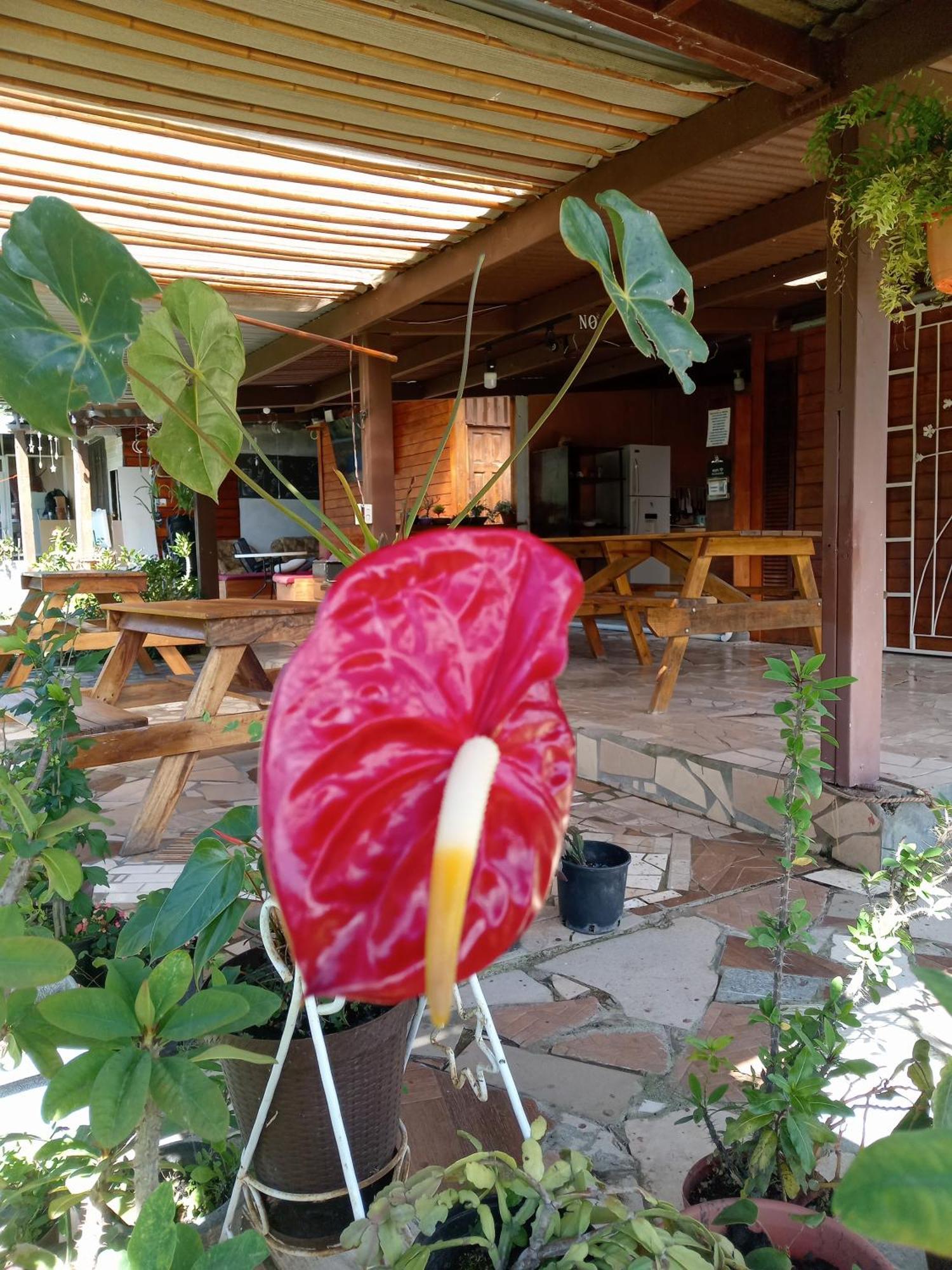 Hostal Vista Boquete Bajo Boquete エクステリア 写真