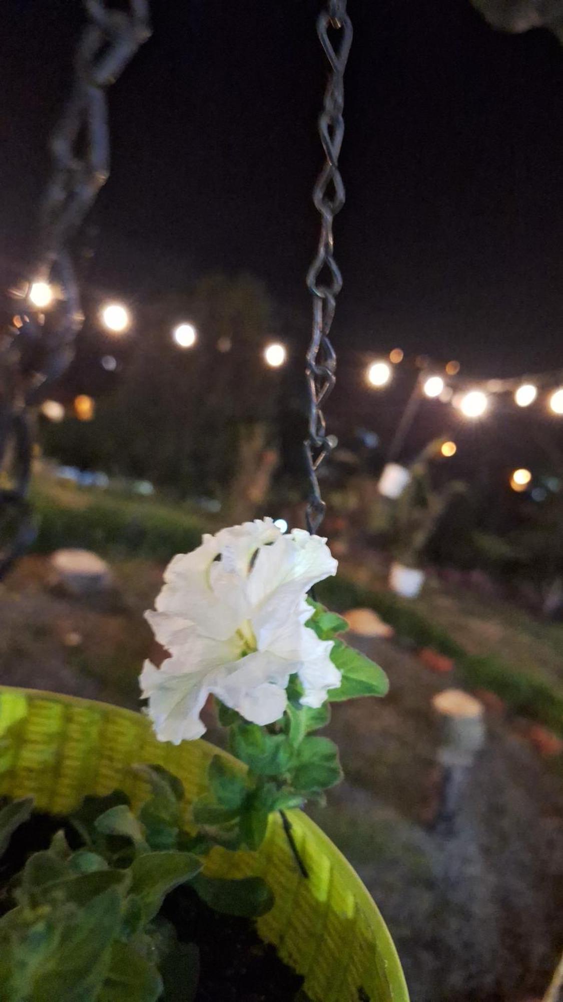 Hostal Vista Boquete Bajo Boquete エクステリア 写真